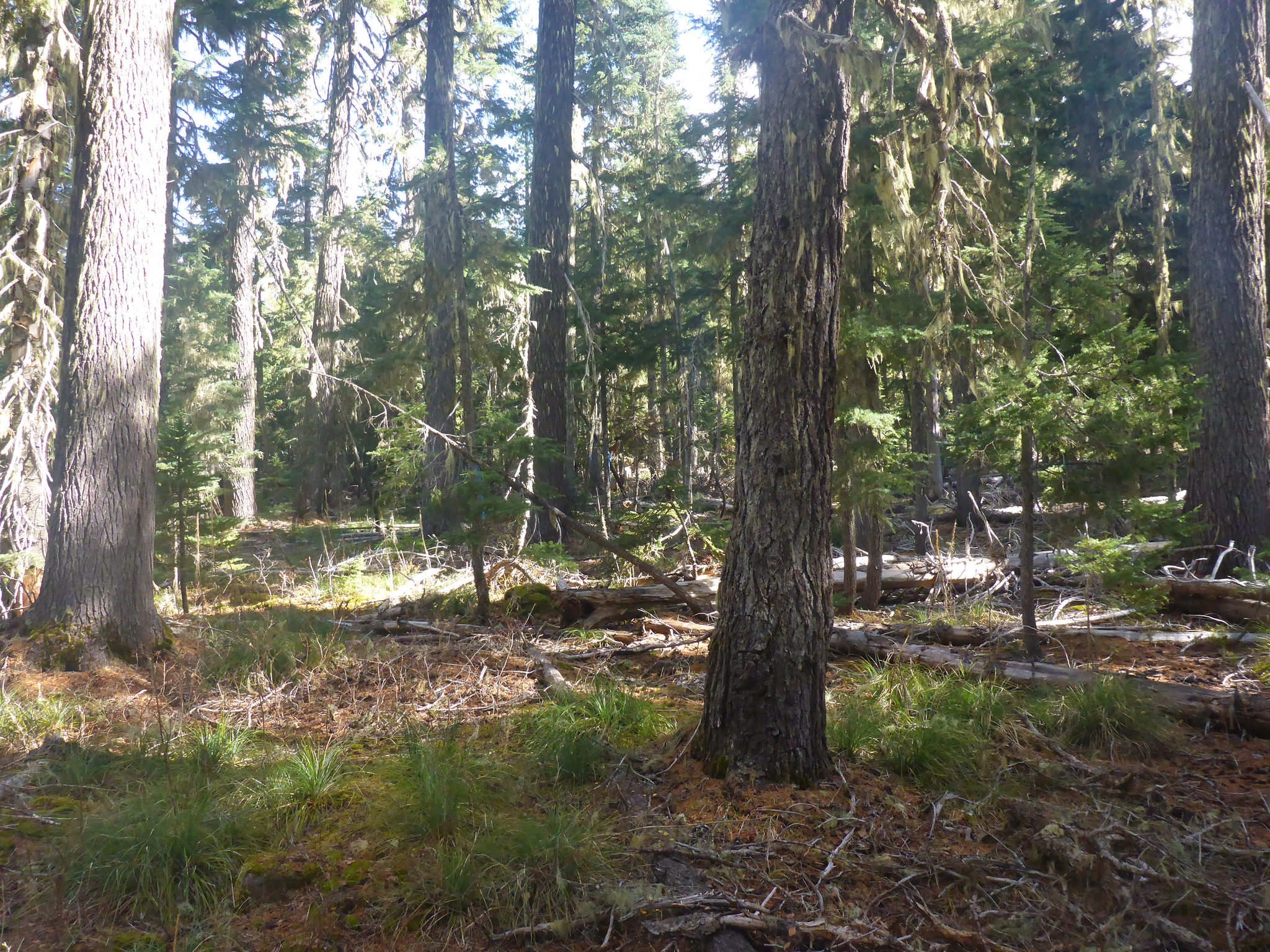 Trees_Mt Hood Oregon_Image Credit LemitiButteUnit14_Flickr