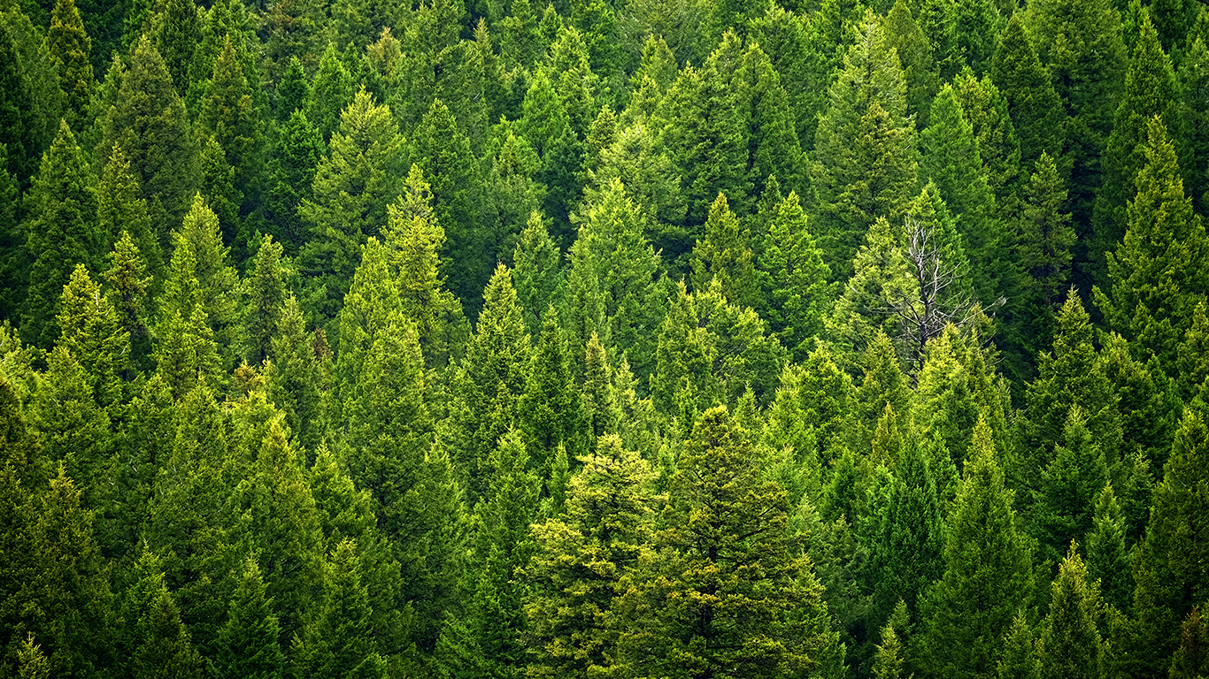 Forest of pine trees in wilderness mountains rugged green