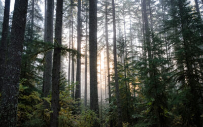 Western Oregon State Forest Habitat Conservation Plan Moves One Step Closer to Implementation