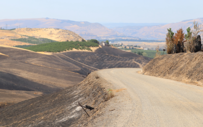 OSU Extension Helps Land Nearly $6 Million for Wildfire Resilience in Wasco County